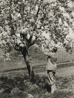 Streuobstwiese im Frühling. Ein Mann erfreut sich an den Blüten eines Obstbaumes