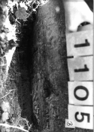 Grabstein 1105 (Index: 99753278) Material: Sandstein Zustand: verwitt/Textverl/Stele eingesunk/gekippt Maße HxBxT: 73x69x12 cm Beschreibung: Stele, Segmentbogenabschluß: Grabstein 1105B