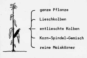 Übersicht: Ernteverfahren, CCM, Maissilage, Körnermais