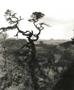 Sächsische Schweiz, Affensteine. Wetterkiefer am Hauptdrilling. Blick zum Falkenstein