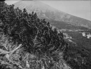 Vegetation im Gebirge : Blick auf einen Busch an einem Berghang
