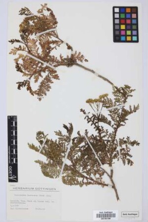 Gonospermum fruticosum (Buch) Less.
