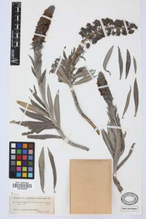 Echium virescens DC.