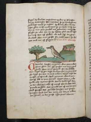 Vogel: Gaüche; (Teil III B: Von den Vögeln)