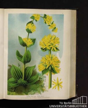 Gentiana lutea Linné. Gelber Enzian.