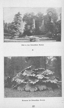 Gunnera im Botanischen Garten