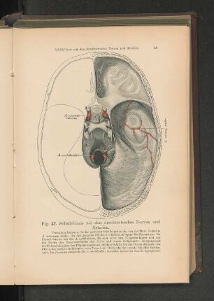 Fig. 42. Schädelbasis mit den durchtretenden Nerven und Arterien.