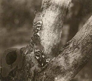 Wiedehopf (Upupa epops L.), Jungvögel vor der Nisthöhle