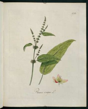 Rumex crispus L.