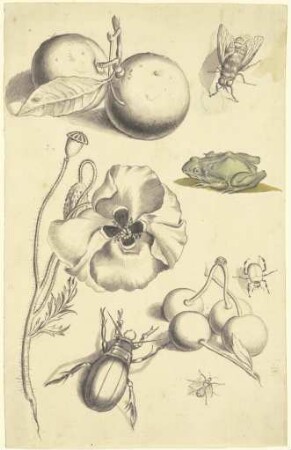 Studienblatt mit einer Mohnblume, Pflaumen, Kirschen, zwei Käfern, einer Fliege, einer Biene und einem Frosch