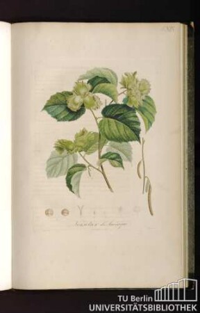 Pl. XIX. Noisetier d'Amerique.