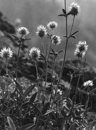 Klee (Trifolium), Berg-Klee (Trifolium montanum)? oder Westalpen-Klee (Trifolium alpinum)?