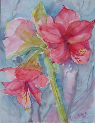 Amaryllis rosa