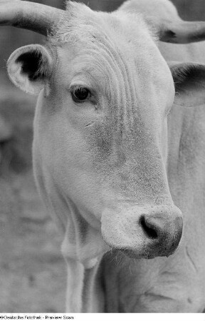 Ein Rind im Leipziger Zoo