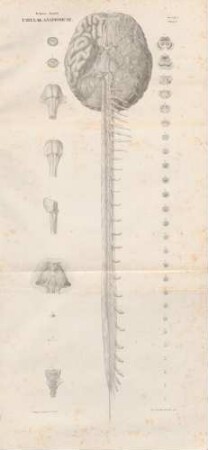 Tabula Secunda