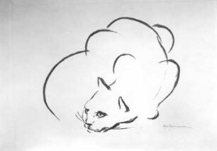 Lauernde Katze : Lauernde Katze. Kohlezeichnung (1946; E. Richter). Dresden-Striesen, Borsbergstraße 11, Atelier der Künstlerin