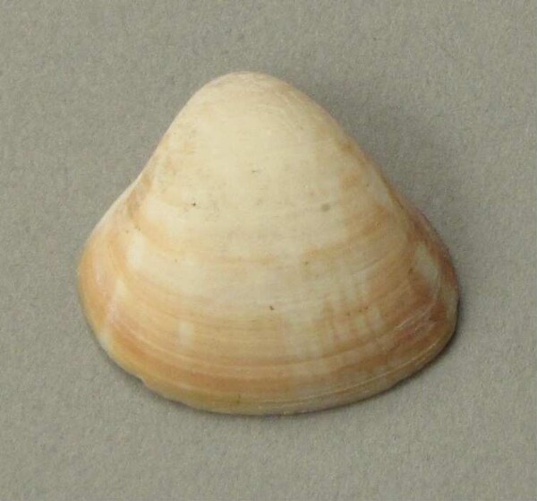 Anhänger aus Muschelschale