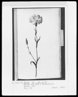 Georg Friedrich Heß, Blumenbuch — Eine Nelke, Folio 35recto