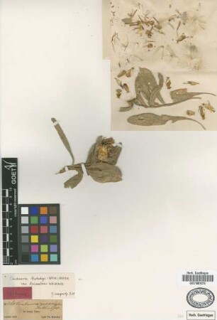 Centaurea kotschyi (Boiss.) Hayek var. decumbens Wagenitz[isotype]