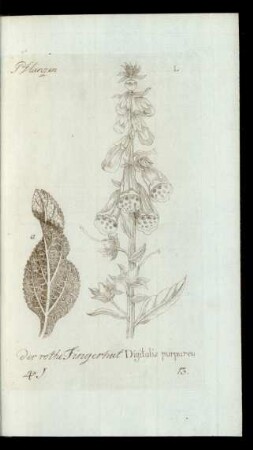 13. der rothe Fingerhut. Digitalis purpurea