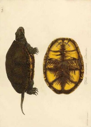 Tab I. Testudo europeana Schneider