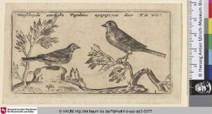 [Titelblatt; Title, two song-birds]