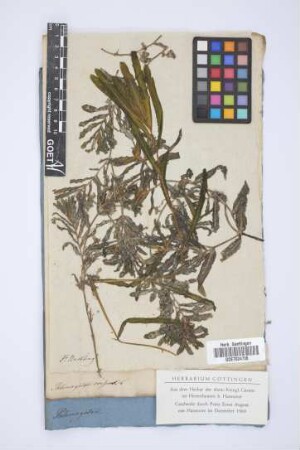 Potamogeton crispus L.