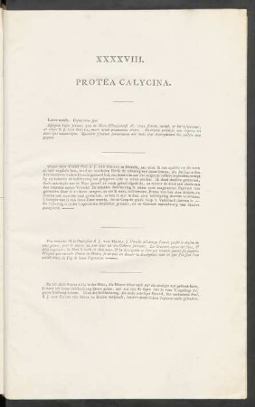 XXXXVIII. Protea Calycina