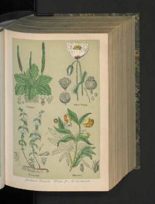 Medical Plants. Plate No. 8.