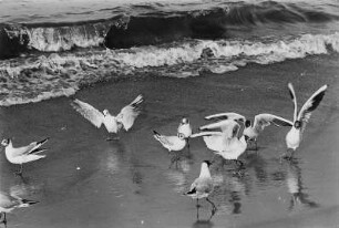 Möwen am Strand