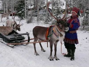 Weihnachtsmanndorf am Polarkreis in Finnland. : Ein Same in seiner traditionellen Tracht spannt ein Rentier vor einen Schlitten. Aufgenommen im Dezember 2007. Foto: Uwe Gerig.
