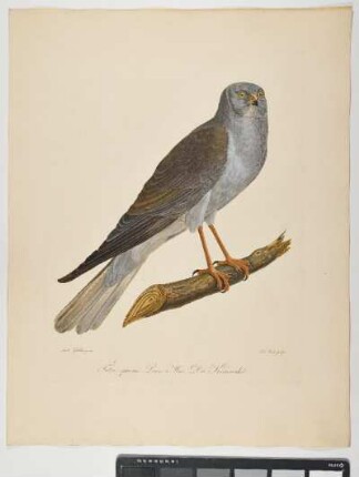 Falco cyaneus. Linn: Mas. Die Kornweihe. - Kornweihe. Circus cyaneus; mas. - Zeichner: Ambrosius Gabler; Stecher: Johann Carl Bock
