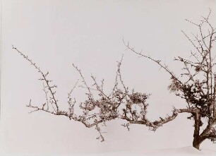 Mit Flechten bewachsener Schleedornzweig