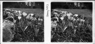 Der Garten der Villa Brenzinger