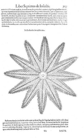 Stella duodecim radiorum