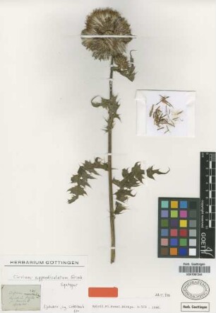 Cirsium appendiculatum Griseb. [syntype]