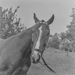 Reiter Strehla : Strehla. Pferd