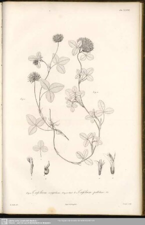 Fig. 1. Trifolium ovatifolium, Bory et Chaub. Fig. 2. Trifolium pallidum, Kit.