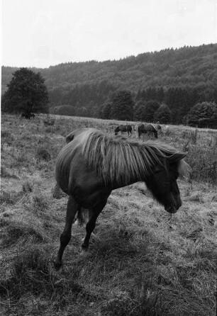 Reiten auf Island-Ponies vom Ponyhof in Etzenrot.