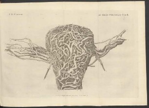 De Morbis Peritonaei Tab. II.