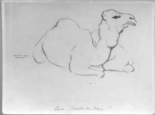 Liegendes Dromedar mit Jungem. Kohlezeichnung (1934; E. Richter). Dresden-Südvorstadt, Eisenstuckstraße, Atelier der Künstlerin