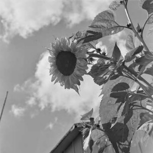 Sonnenblume