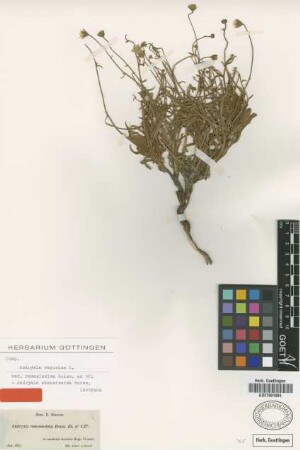 Andryala ramosissima Boiss. [isotype]