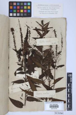 Veronica maritima L.