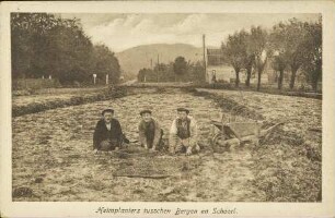Helmplanters tusschen Bergen en Schoorl.
