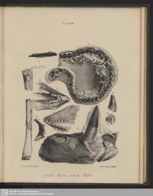 Tab. XXXVIII. Fossil Reptilia from the Chalk