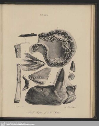 Tab. XXXVIII. Fossil Reptilia from the Chalk