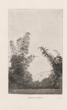 Bamboos formosa