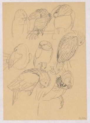 Tierstudien : Bewegungsstudien eines Papageis