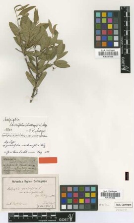 Malpighia punicifolia L. var. lancifolia Nied.